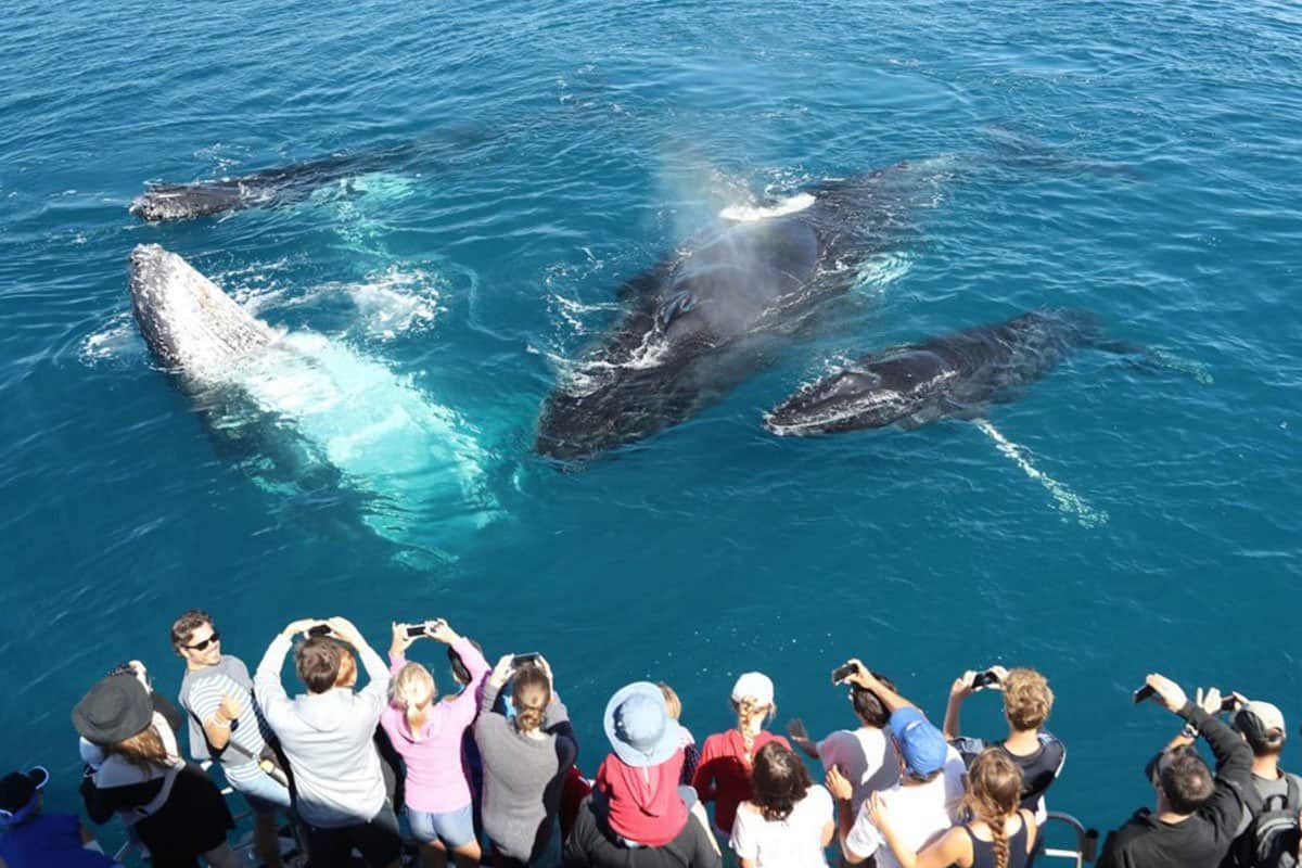 Whale watching boat off Mirissa
